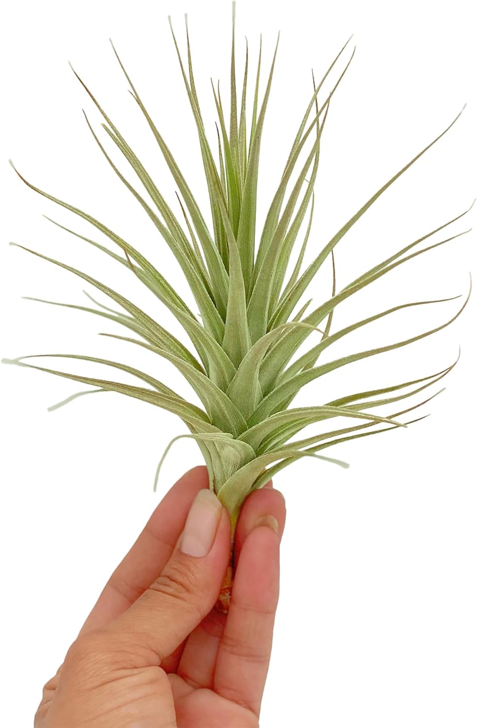 ragnaroc Air Plants - Flowering Tillandsia Lilla Lilac, Large 5" - 1ct - Live Arrival Gauranteed - House Plants for Home Decor & Gift