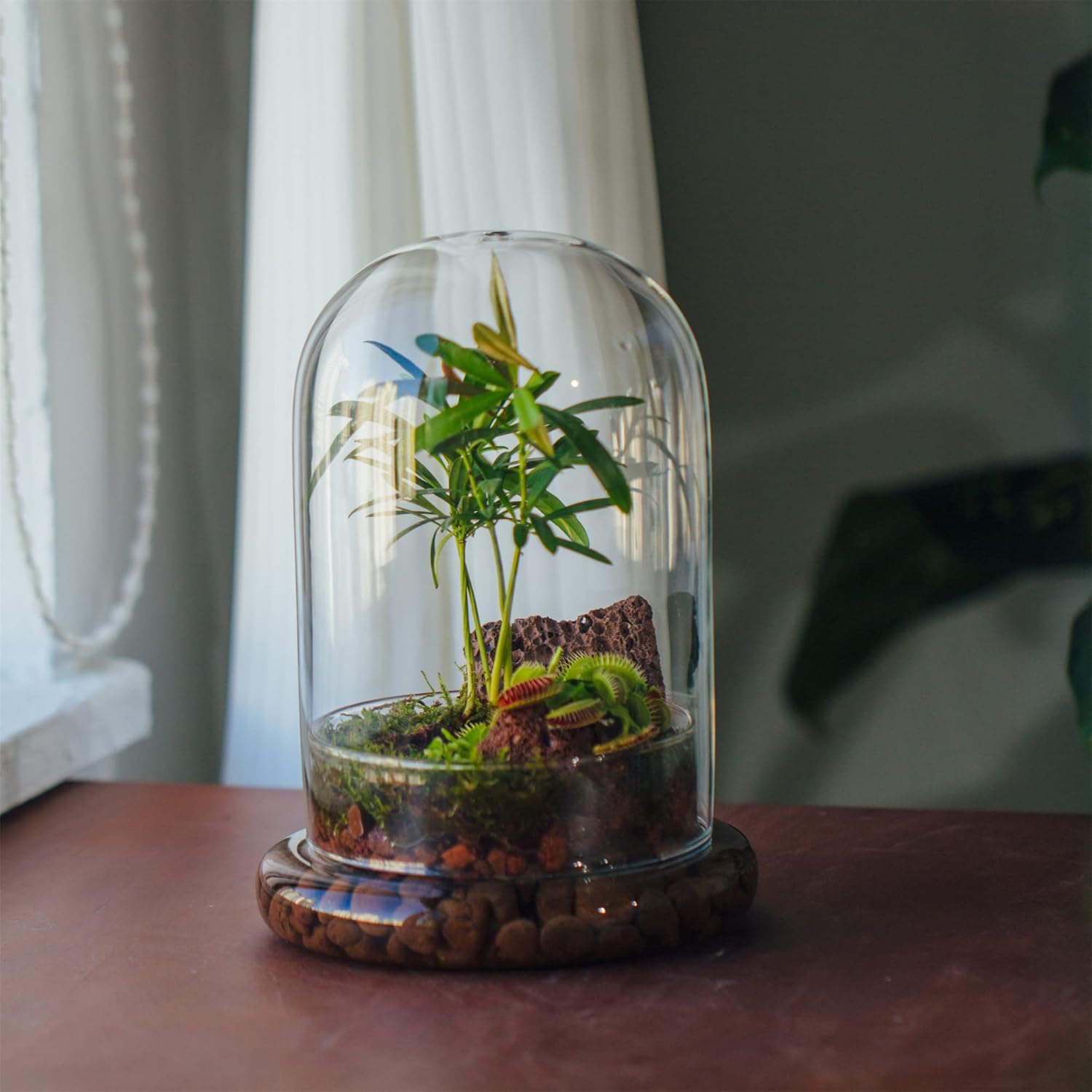 NCYP Glass Cloche Dome with Air Hole and Base, 5.9 x 5.9 x 8.2 Inches, Clear Terrarium Planter for Carnivorous Plants, Small Cactus, Succulents, Venus Flytrap, Tabletop Decoration (No Plants)