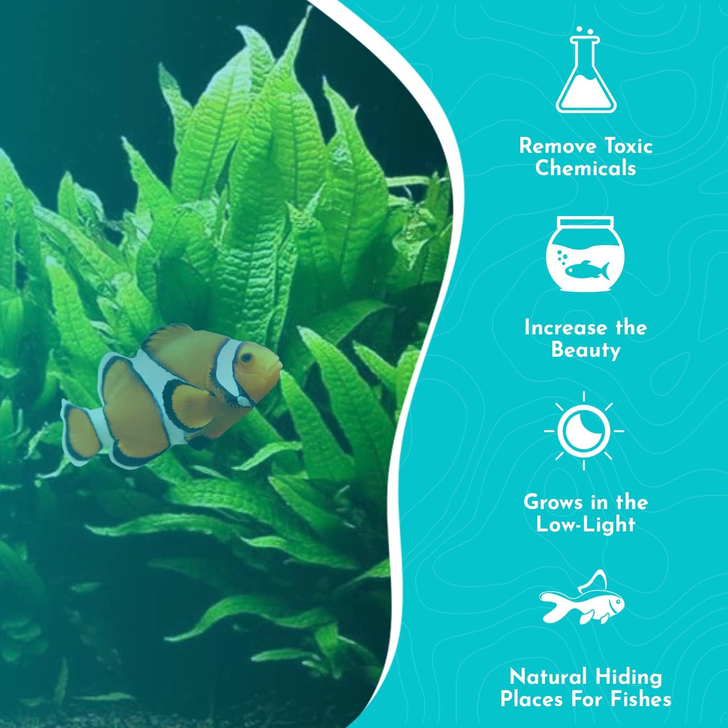 Live Java Fern Microsorum Pteropus Bare Root Windelov Plant - Great for Modern Aquariums - Provides Shelter to Baby Fish - Long Lasting & Easy to Care Aquatic Plants - Small