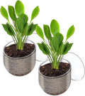 Pawfly 2 Pcs Aquarium Plant Holder, Fish Tank Plant Pot for Aquascape Decoration, Red Worm Fish Feeder, Aquarium Planter Cup with Suction Cup, Clear.