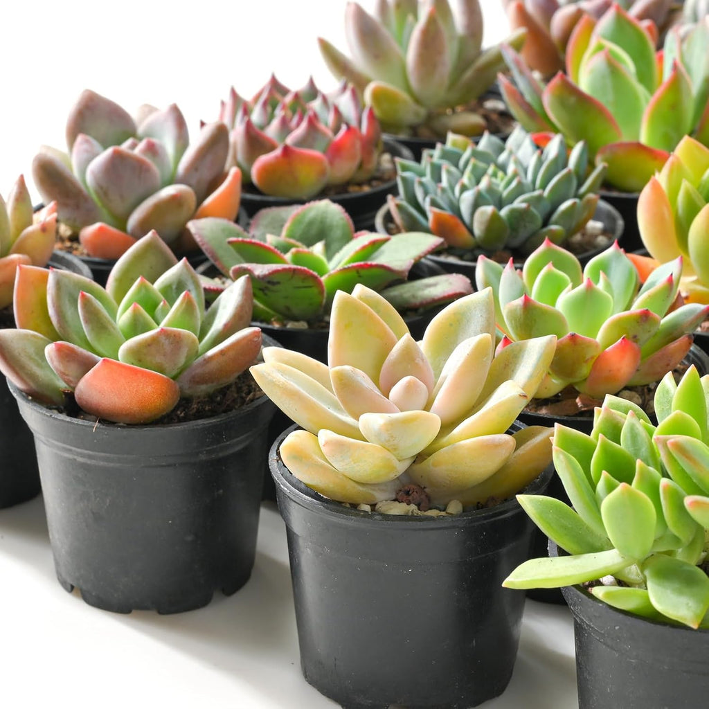 Sprout N Green Live Succulent Plants, 30 Pack Assorted Real Succulents Potted in 2" Starter Pot with Soil Mix, Rare Small Indoor House Plants for Home Garden Wedding Decor Party Favor