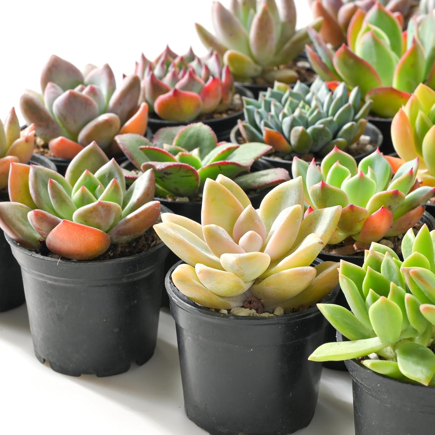 Sprout N Green Live Succulent Plants, 30 Pack Assorted Real Succulents Potted in 2" Starter Pot with Soil Mix, Rare Small Indoor House Plants for Home Garden Wedding Decor Party Favor
