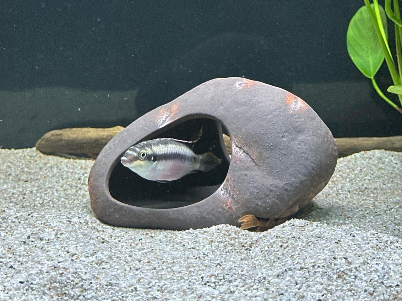 Plecoceramics Cichlid Stone Decoration - Aquarium cave for Cichlids, Betta, Small Fish - Fish Tank Hideway Decor - Betta Toys Hideout Stones House (Magma Stone Large)