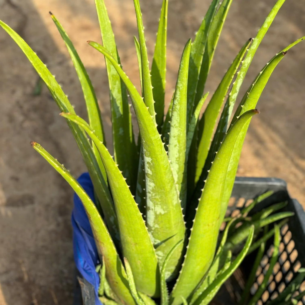 Live Aloe Vera Plant Succulent Trees | Aloe Vera Chinensis in Size 4 Inch Pot | Suitable for Indoor or Outdoor Garden | Easy-Growing Aloe Vera Pen Plant Ideal for Home Décor