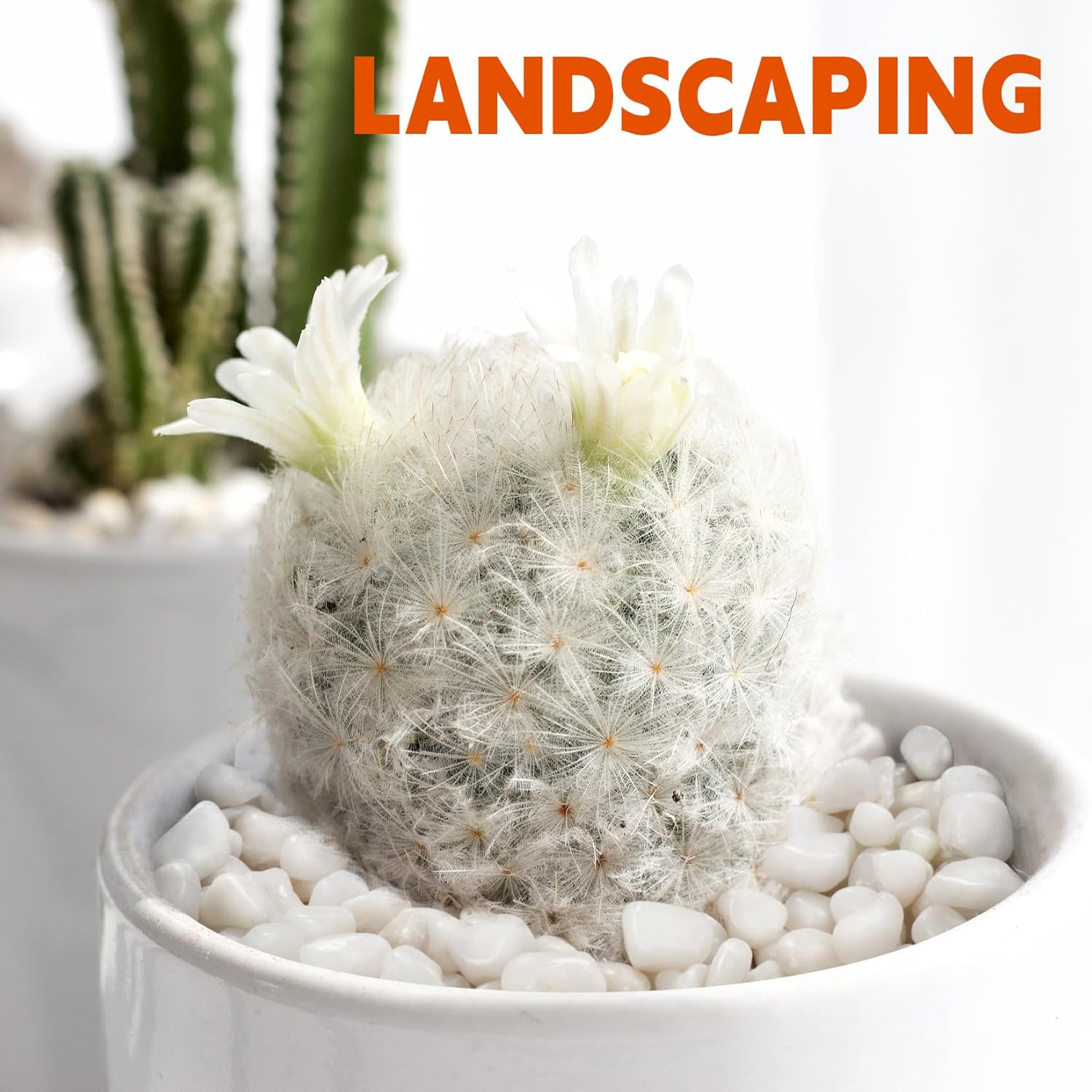 5 lb Natural Polished White Pebbles, 1/2 Inch Decorative White Rocks for Potted Plants Pot Filling Aquariums Outdoor Street Scape Decorative Rocks