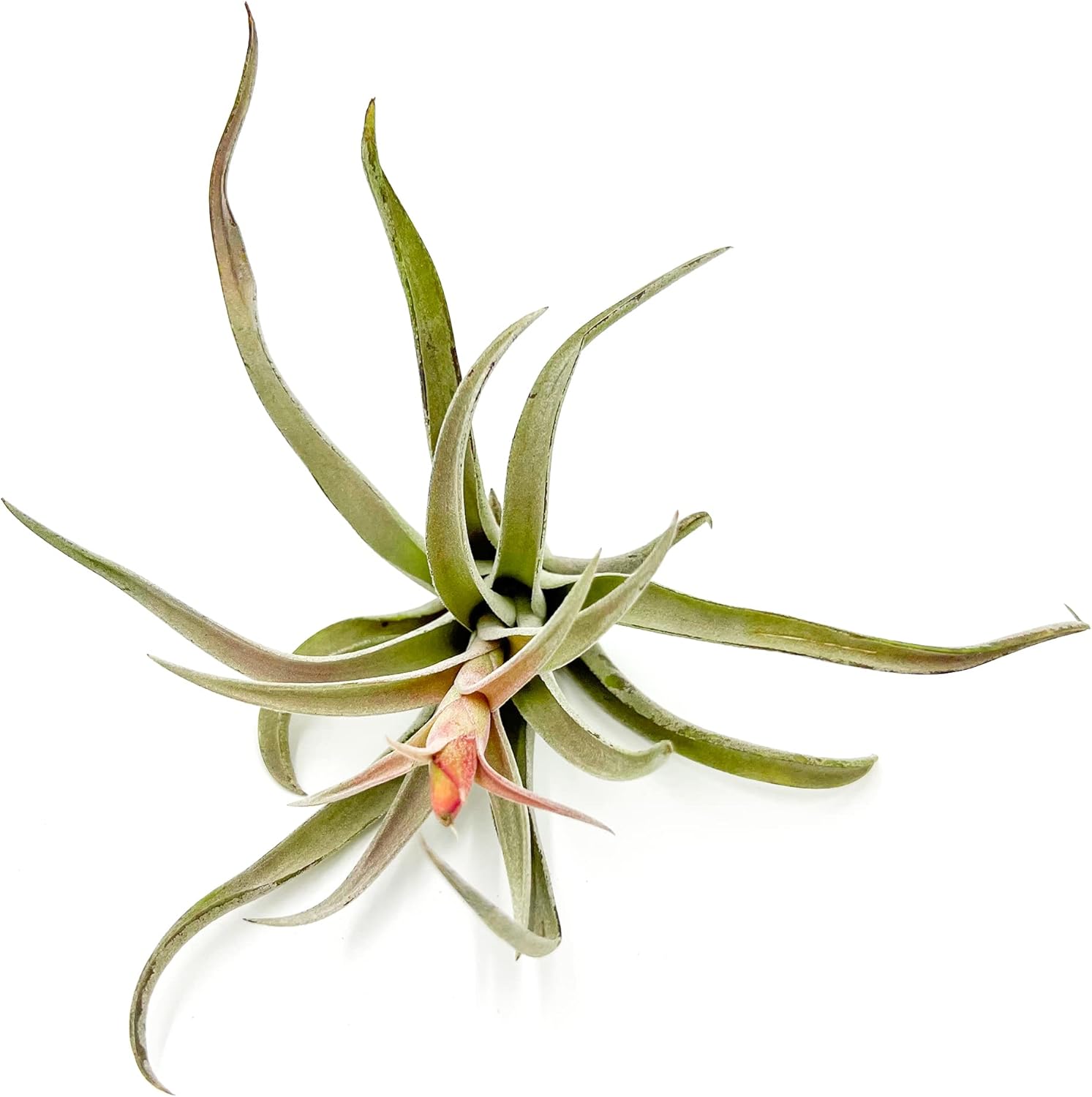 ragnaroc Air Plants - Flowering Tillandsia Harrisii, Large 3-5" - 1ct - Live Arrival Guaranteed - House Plants for Home Decor & Gift
