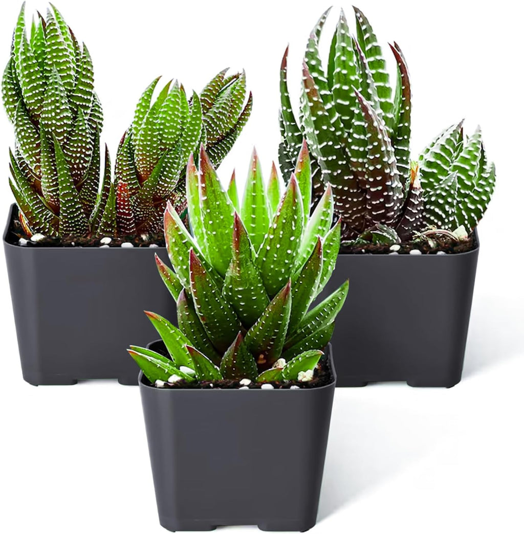 Sprout N Green Haworthia Collection, 3 Live Succulent Plant Fully Rooted in 2inch Starter Pot, Home Office Indoor Outdoor Wedding Decoration DIY Projects Party Favor