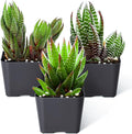 Sprout N Green Haworthia Collection, 3 Live Succulent Plant Fully Rooted in 2inch Starter Pot, Home Office Indoor Outdoor Wedding Decoration DIY Projects Party Favor