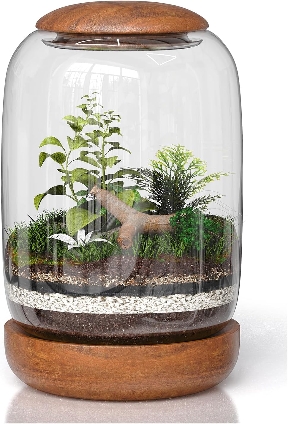 Exclusive Glass Terrarium, Beautifully Enhanced by a Natural Wood lid and Base. Excellent for Plants and Decoration. for Home and Office. Size: 6.3 Diameter by 8.7 Tall (Inches)