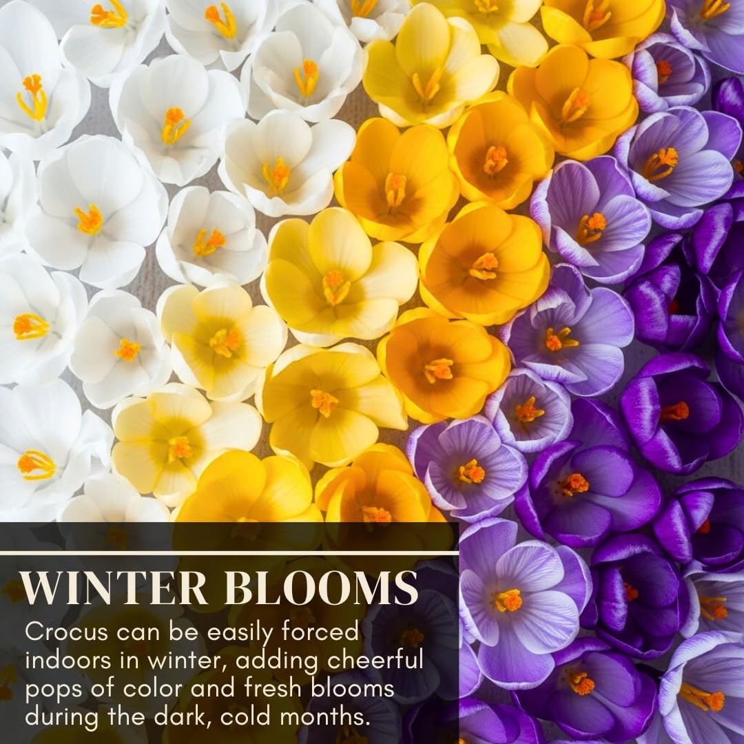 Pre-Chilled Crocus Bulbs for Forcing Indoors – Holiday Gift of Winter Cheer – Easy Flowers in Pots or Planters – Bloom Indoors or Plant Outdoors – Hostess, Teacher or Office Exchange Gift (5 Bulbs)