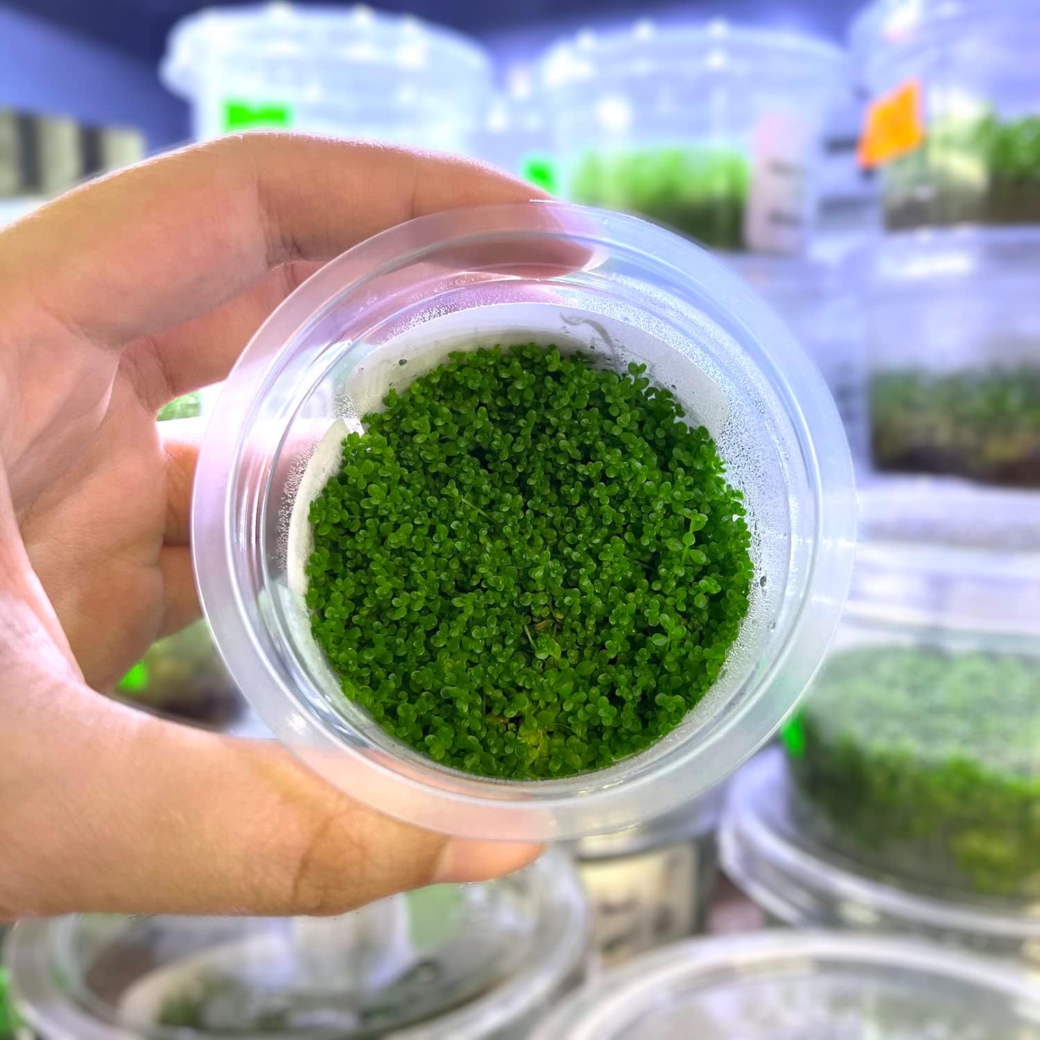 SubstrateSource Live Plant - Dwarf Baby Tears Hemianthus Callitrichoides Live Aquarium Plant Tissue Culture Cup - 100% Snail Free in Vitro (Dwarf Baby Tears)