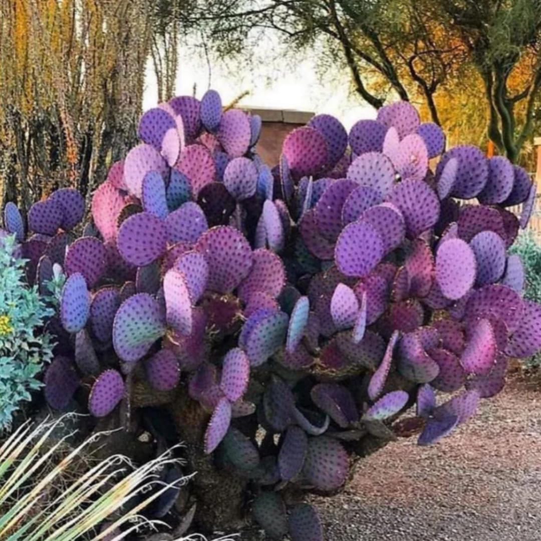 Live Purple Prickly Pear Cactus Plants, Hardy Perennial Succulents Plant, 3.5 Inch Pot for Outdoor Garden