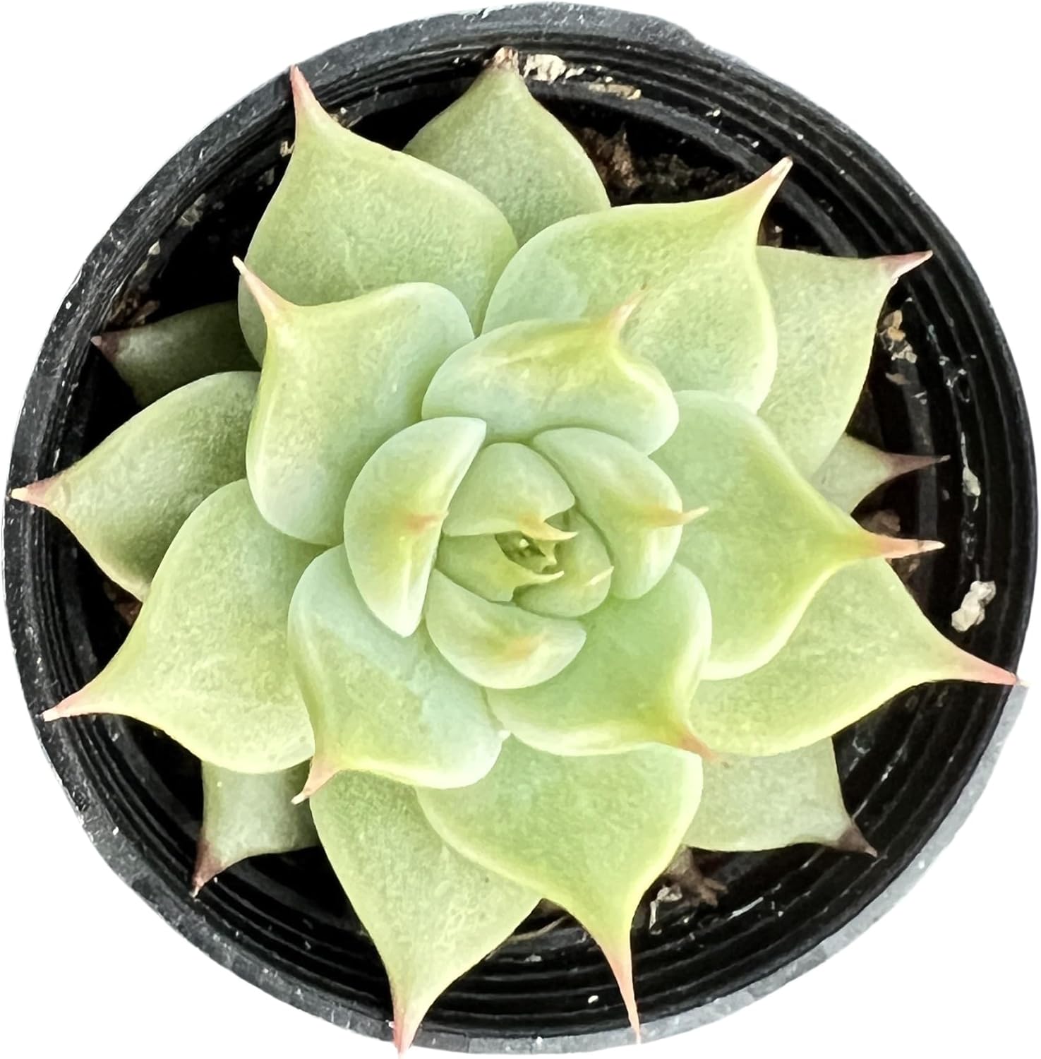 Sprout N Green Echeveria Toscannelly, Live Succulent Plant Fully Rooted in 2" Pots with Soil Mix, Real Houseplant for Indoor Outdoor Home Office Wedding Decoration Party Favor