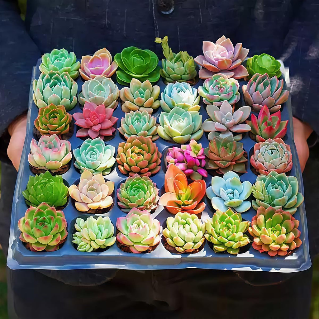 Fine Assorted Succulent Plants Live (20+ Varieties Bare Root Shipping) - Healthy Rooted Rosette Succulents for Indoor/Outdoor Gardening, DIY Terrarium, Fairy Garden & Home Decor (50-Pack)