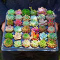 Fine Assorted Succulent Plants Live (20+ Varieties Bare Root Shipping) - Healthy Rooted Rosette Succulents for Indoor/Outdoor Gardening, DIY Terrarium, Fairy Garden & Home Decor (50-Pack)