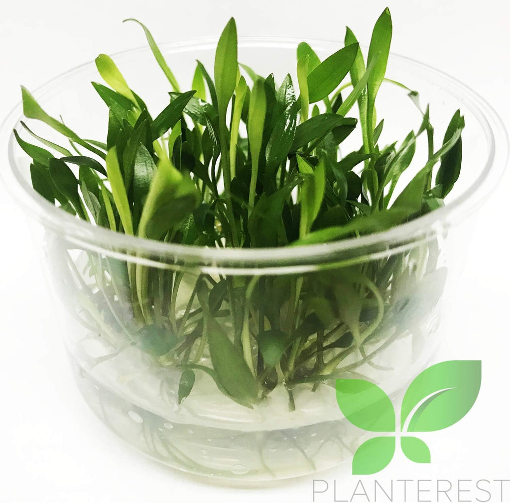 Cryptocoryne Assorted Tissue Culture Cup Freshwater Live Aquarium Plants Decoration BUY2GET1FREE (Cryptocoryne Lutea)