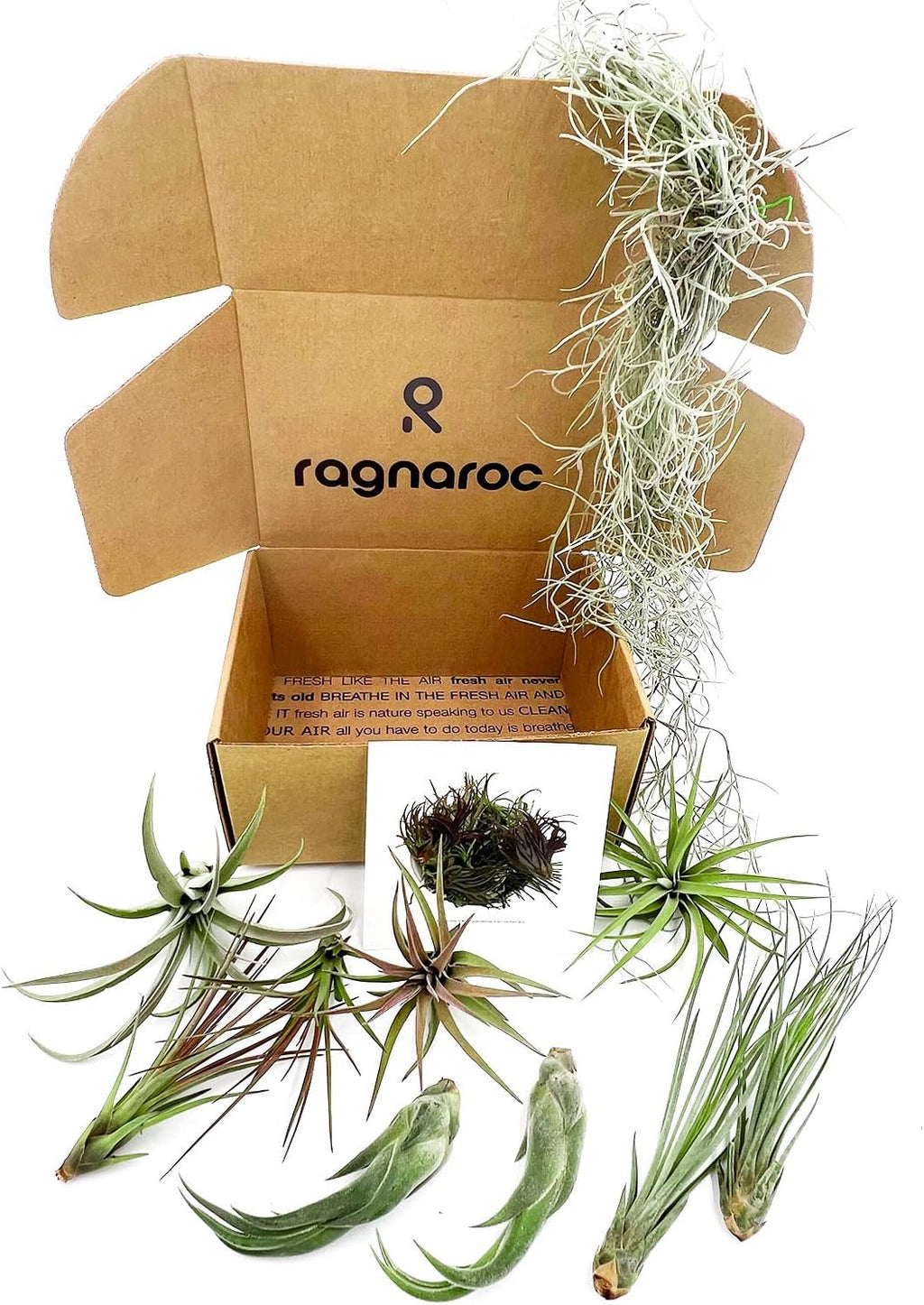 ragnaroc Live Air Plants - Tillandsia Gift Box TOR Variety Pack - 10 Count Large, 4-10 inches – Live Indoor Plants & Live 15 inch Spanish Moss – Live Plants for Home décor, Live Arrival Guaranteed