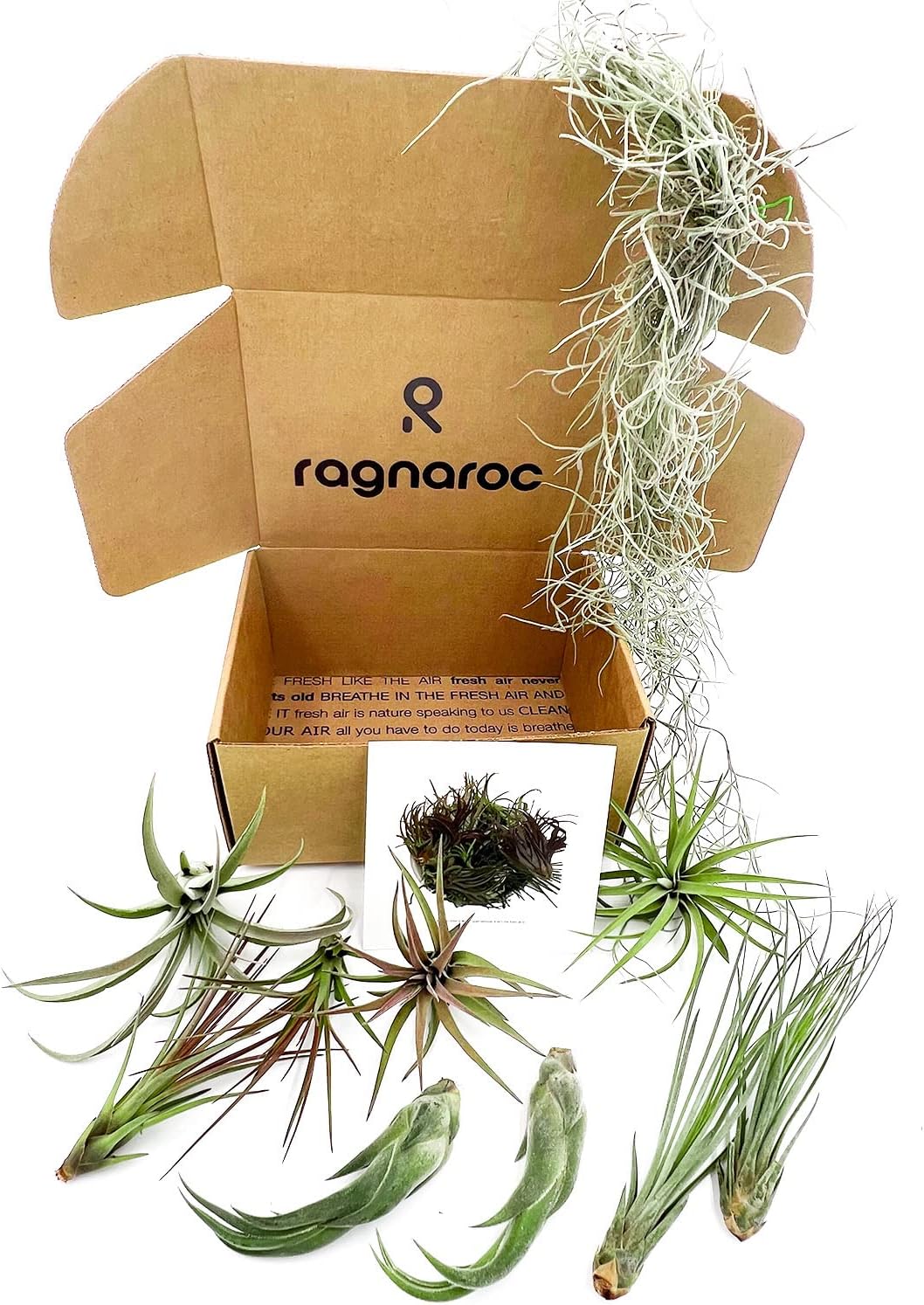 ragnaroc Live Air Plants - Tillandsia Gift Box TOR Variety Pack - 10 Count Large, 4-10 inches – Live Indoor Plants & Live 15 inch Spanish Moss – Live Plants for Home décor, Live Arrival Guaranteed