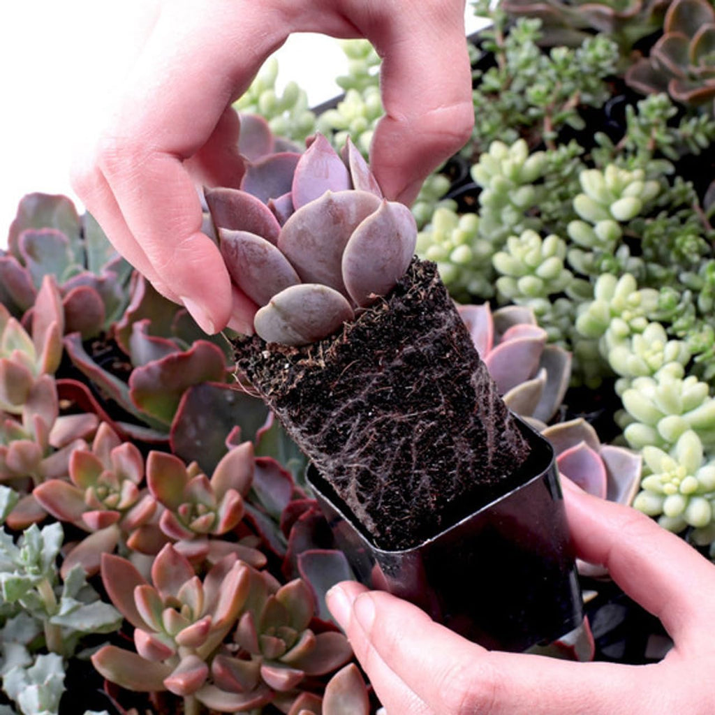 Mountain Crest Gardens Nuthin’ But Color Bulk Succulent Pack - 25 Live Plants, 5 of Each Variety, Rooted in 2 Inch Pots - Real Colorful Succulents for Displays, Events, or Resale