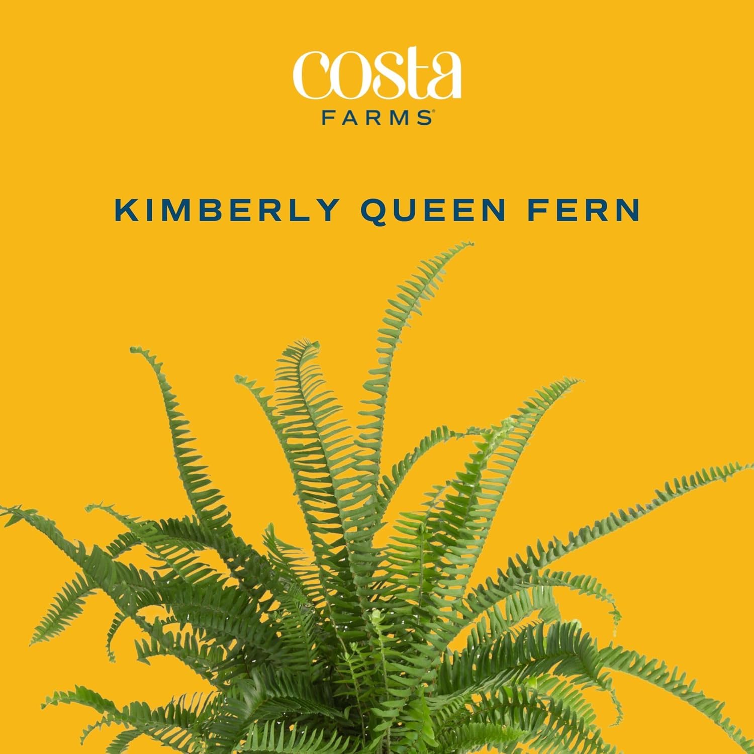 Costa Farms Kimberly Queen Fern, Live Indoor Plant, Houseplant in Grower Pot, 2-3 Feet Tall