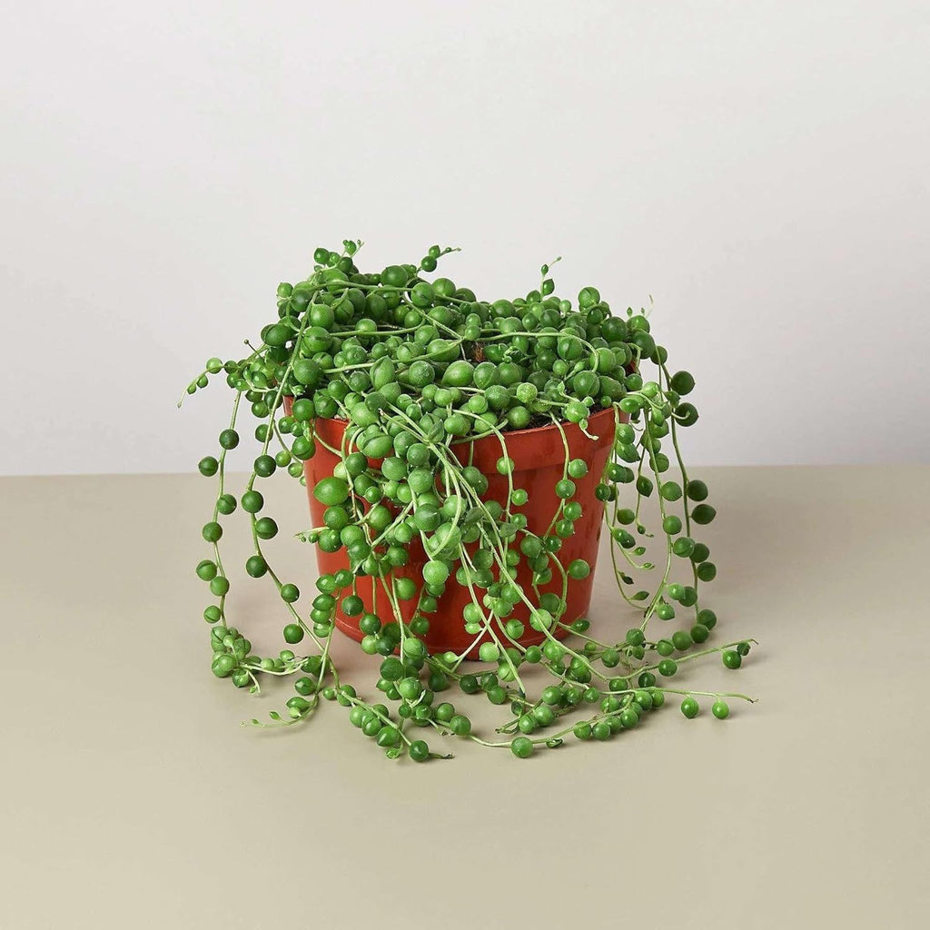 Succulent String of Pearls Live Plant for Indoor | Different Houseplants in 4'' & 6'' Pot | Real House Plant for Living Room, Office, Desk & Bathroom | Senecio rowleyanus