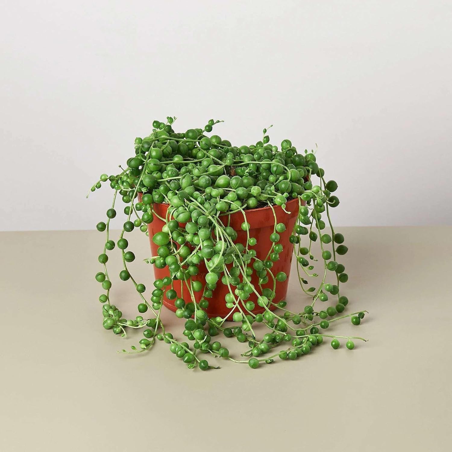 Succulent String of Pearls Live Plant for Indoor | Different Houseplants in 4'' & 6'' Pot | Real House Plant for Living Room, Office, Desk & Bathroom | Senecio rowleyanus