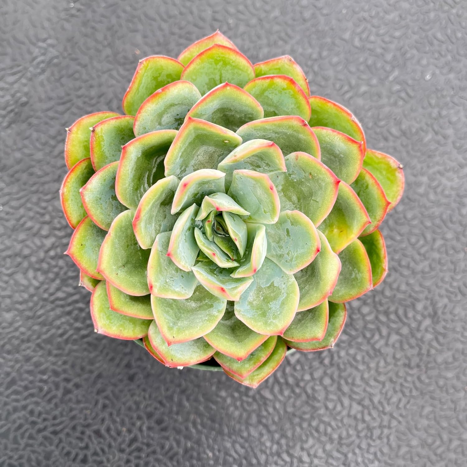 Live Succulent Plants (Echeveria Dew), Easy Care Houseplant for Home and Office Decor, Great Gift for Housewarming, Birthday, Thanksgiving
