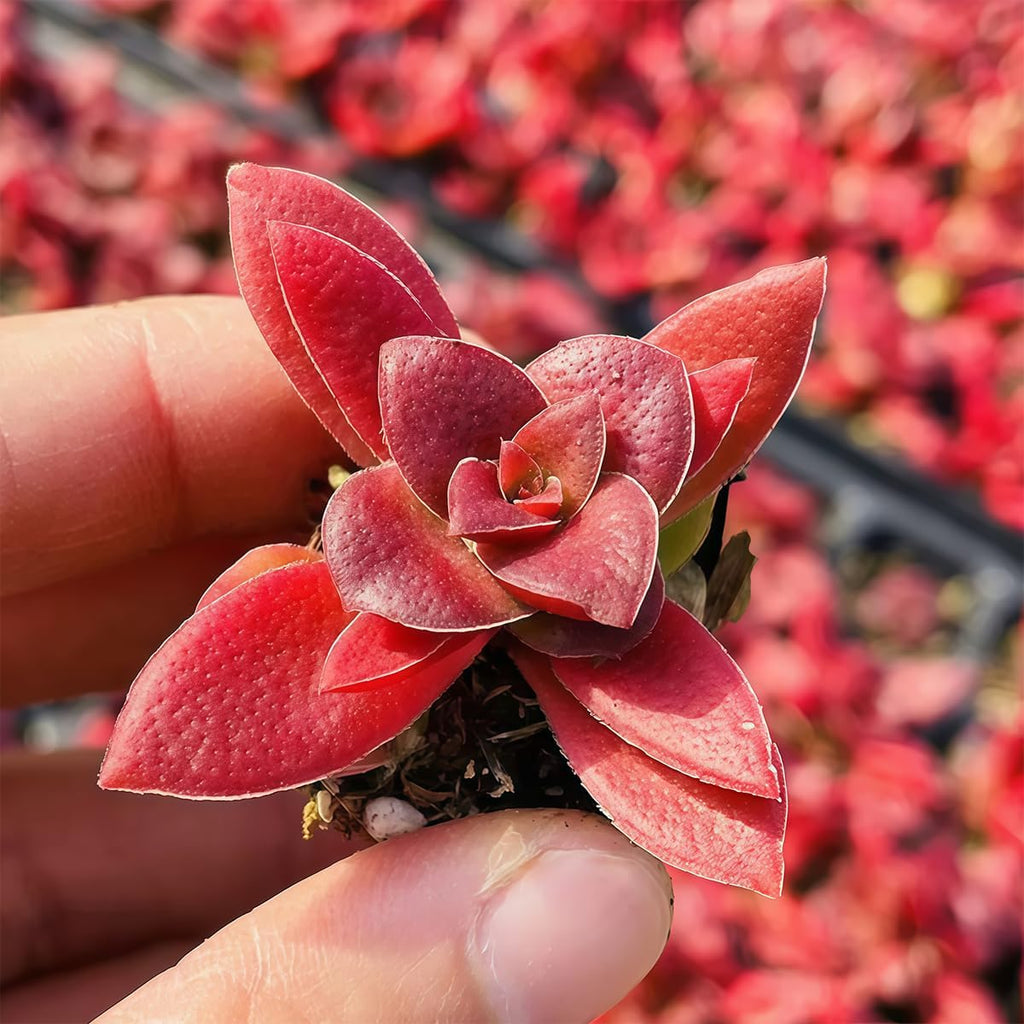 Fine Assorted Succulent Plants Live (20+ Varieties Bare Root Shipping) - Healthy Rooted Rosette Succulents for Indoor/Outdoor Gardening, DIY Terrarium, Fairy Garden & Home Decor (50-Pack)