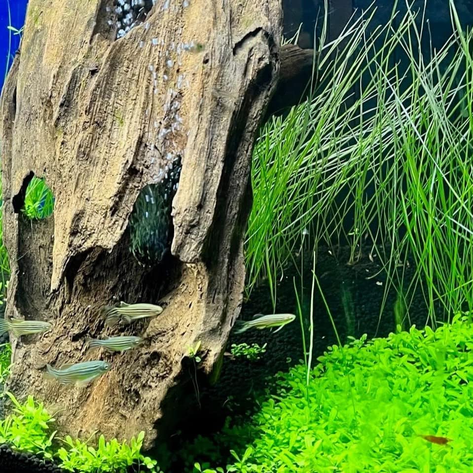 3 Pack Aquarium Plant S.e.e.d Set, not Artificial plasticl Plant. Real Grass Carpet for Fresh Water Fish Tank ZMMM998
