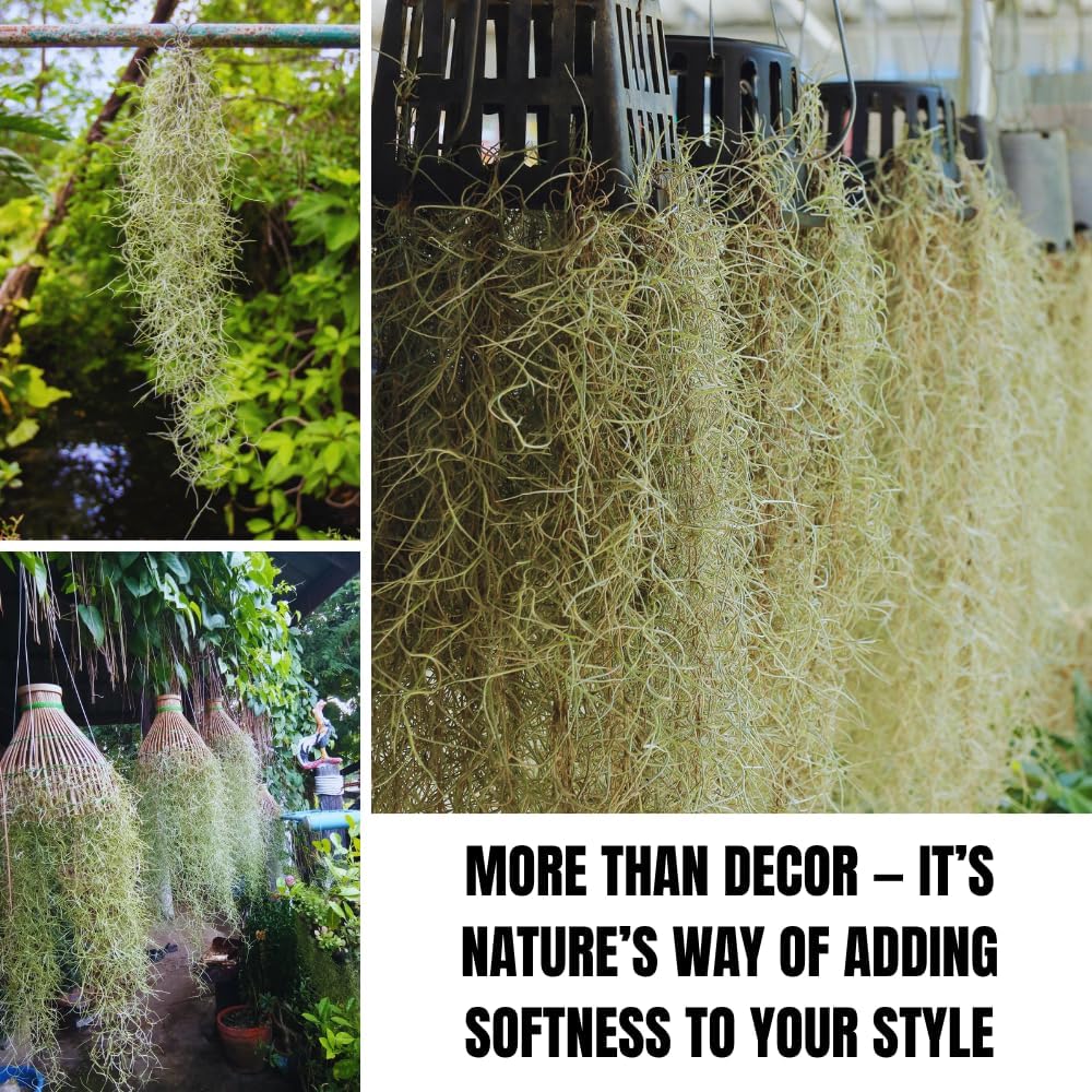 Spanish Moss Tillandsia Air Plants, Spanish Moss Plant Live, 1 to 2 Feet Long, Succulent Plants Live for Gardening Indoor Outdoor