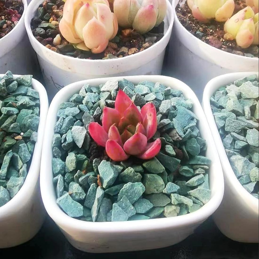 Succulents and Cactus Green Zeolite Rocks, Decorative Stones Pebbles for Indoor Plants, Bonsai, Fairy Gardening, Vases Fillers, Terrarium, 10lb