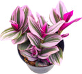 Sprout N Green Tradescantia Nanouk, 1 Pack Rare Live Succulent Plant Fully Rooted in 4" Pot, Real House Plant for Indoor Outdoor Home Office Wedding Decoration Party Favor