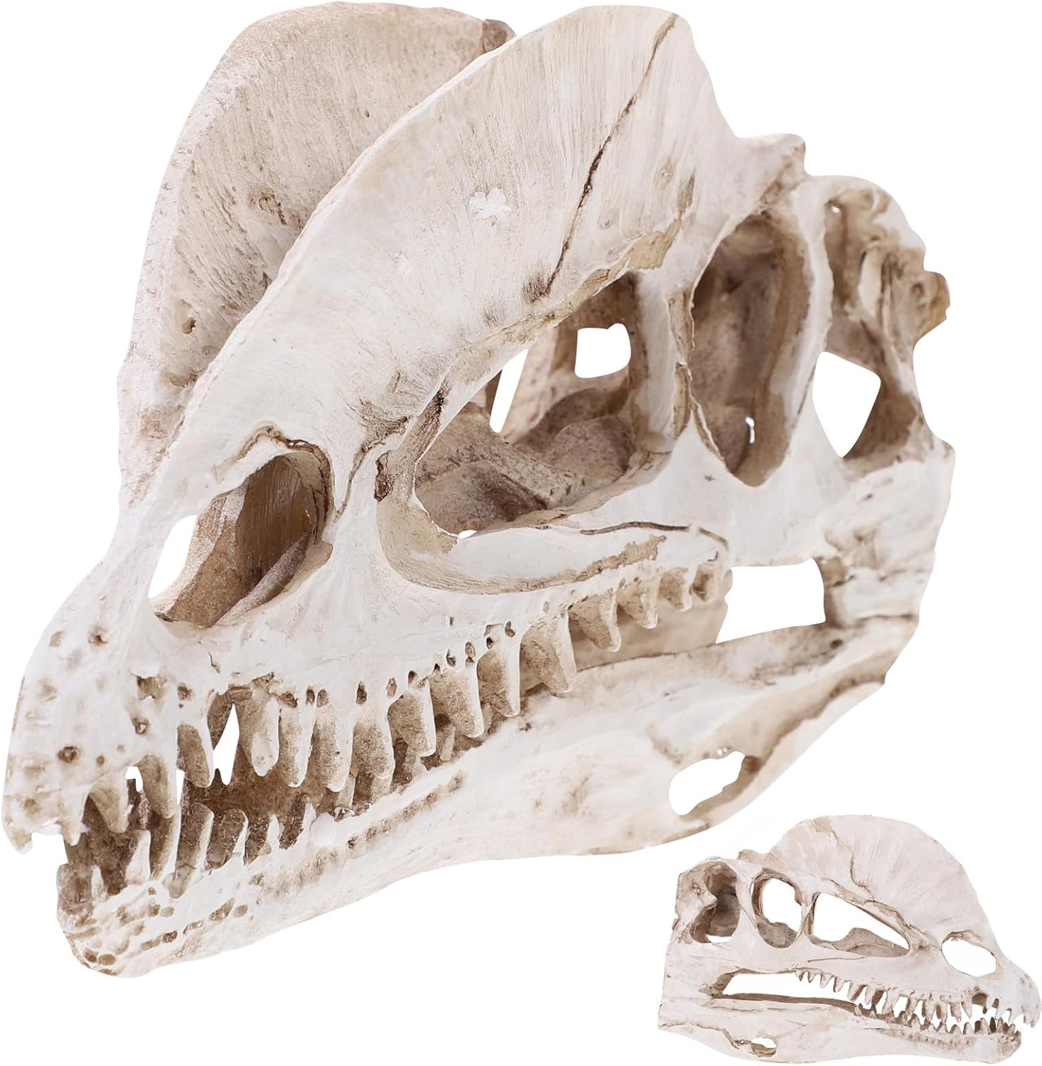 NUOBESTY Resin Dinosaur Skeleton Aquarium Decoration Dinosaur Skull Skeleton Ornament Fish Tank Aquarium Terrarium Decoration