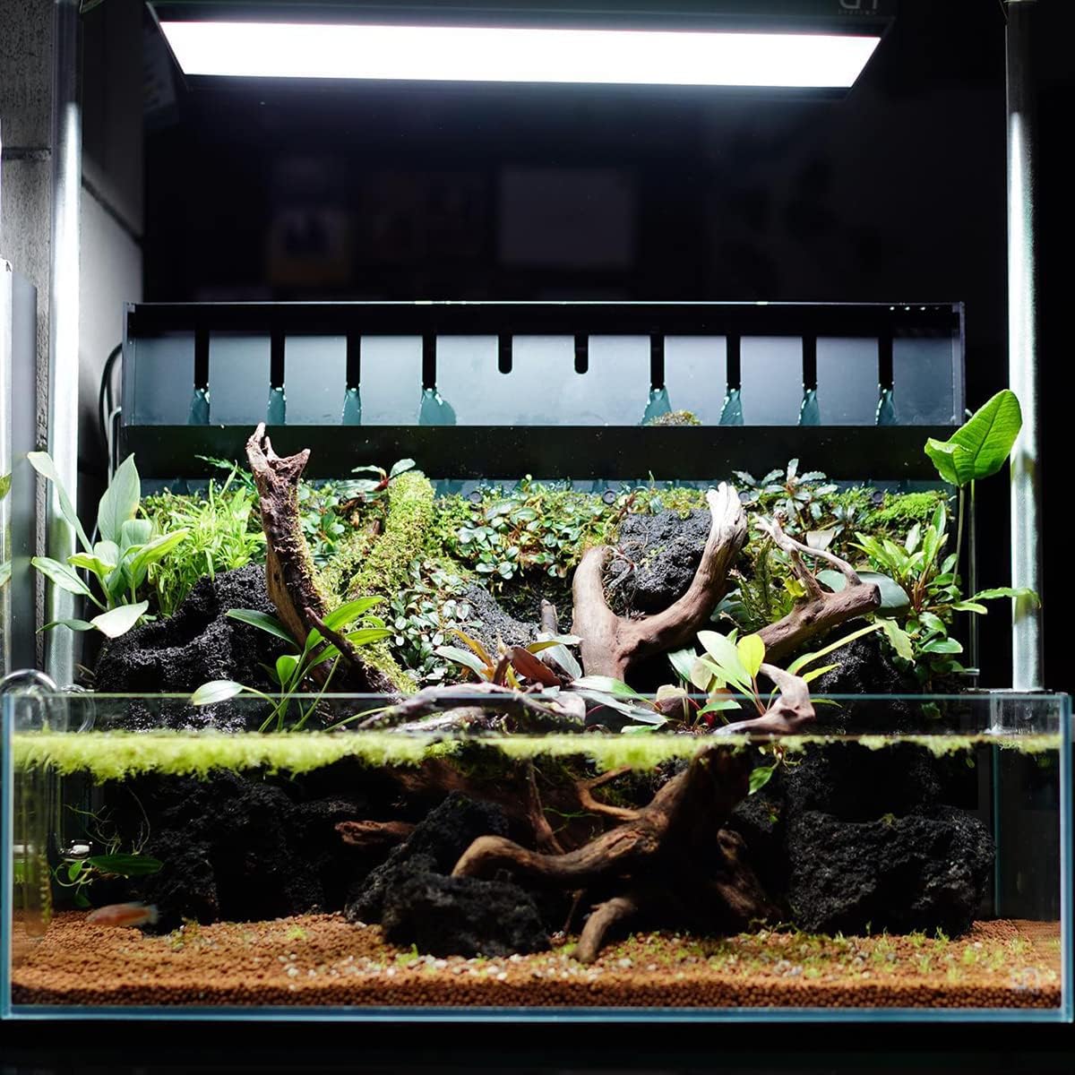 SubstrateSource Anubias Live Aquarium Plants - Potted Freshwater Plant for Fish Tanks, Terrariums - Beginner Friendly Low Light (Congensis, 3 Pots)