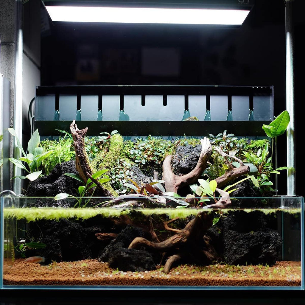 SubstrateSource Anubias Live Aquarium Plants - Potted Freshwater Plant for Fish Tanks, Terrariums - Beginner Friendly Low Light (Congensis, 1 Pot)