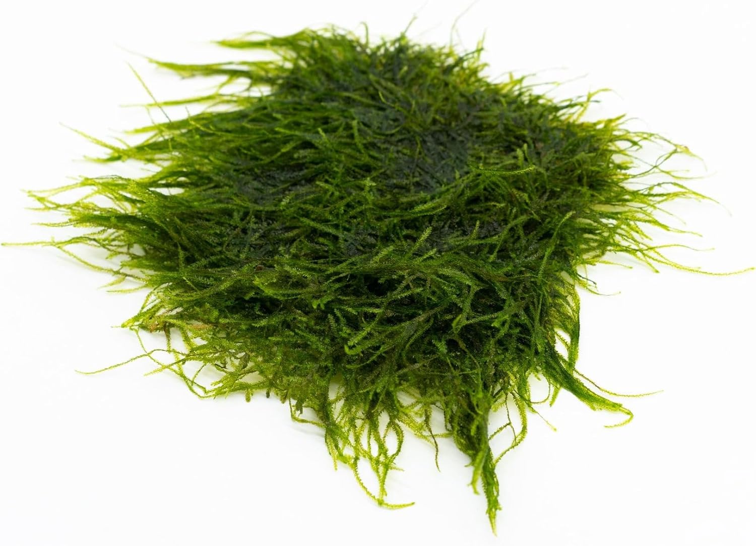 SubstrateSource Live Aquarium Plants on Driftwood, Lava Rock, Moss, Fiber Mat - Freshwater Fish Tanks - Easy, Beginner Friendly (Spiky Moss on Stainless Steel)