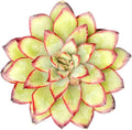Sprout N Green Echeveria Mexican pulidonis, Live Rare Succulent Potted 2" Planter, Real House Plant for Party Favors Home Indoor Outdoor Garden Wedding Decoration DIY Projects