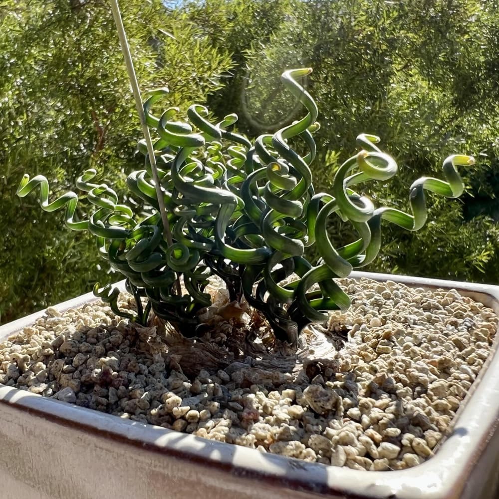 Albuca Succulent Plant Live, Curly Grass, Albuca Plant, Rare Succulent in 4" Pot, Easy-Care Indoor Outdoor Plant
