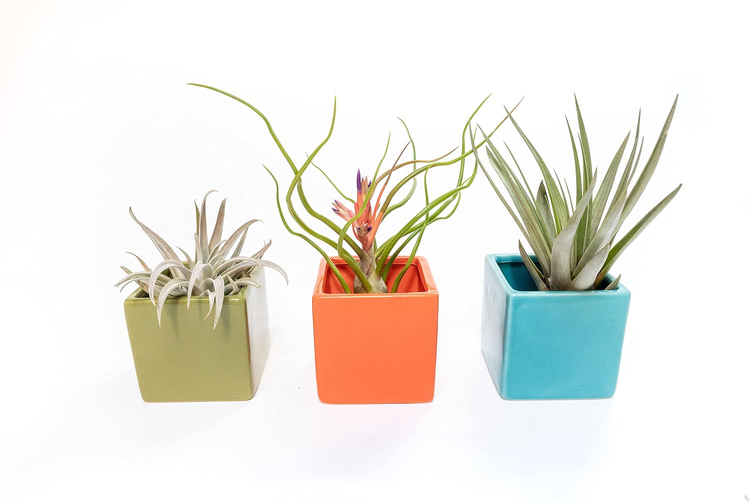 Air Plant Shop Color Cube Sets with Mixed Air Plants - Succulents - Live Tillandsia - Easy Care Indoor and Outdoor House Plants