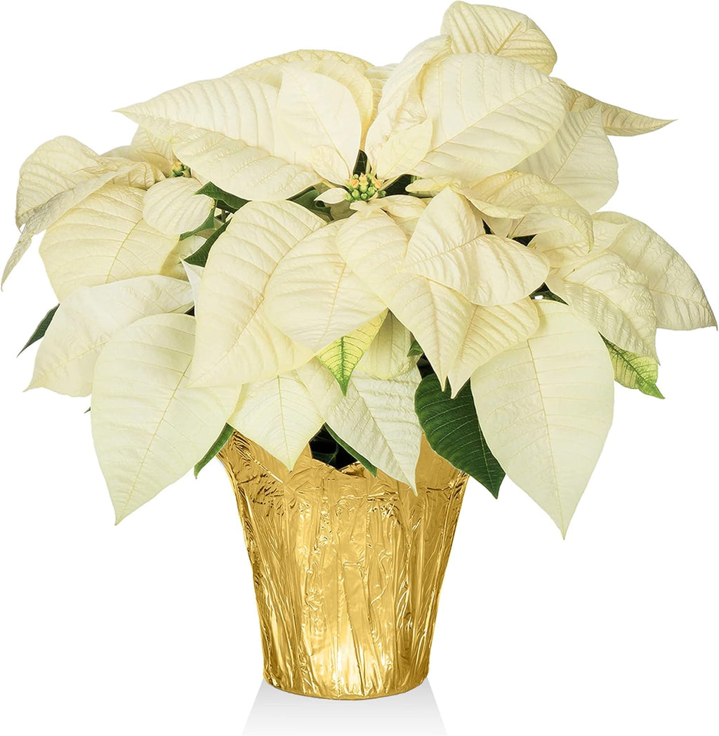 Green Circle Growers White Poinsettia Live Plant in 6" Grower Pot with a Gold Pot Cover, House Plant