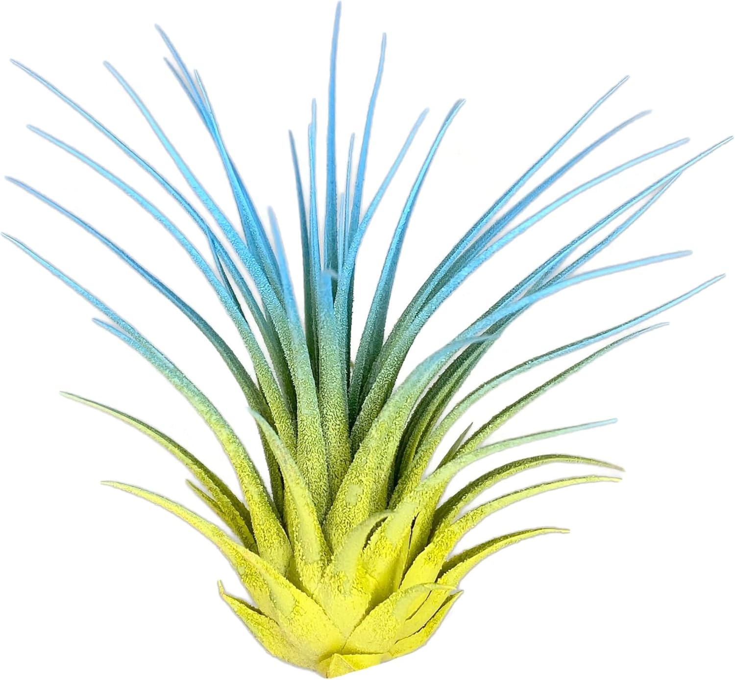 Rainbow Tillandsia Air Plant, Tillandsia Air Plant, Airplant, Air Purification, House Plant, Home Decor & Gift, Live Plant, Healthy Arrival Guarantee (Yellow/Baby Blue)