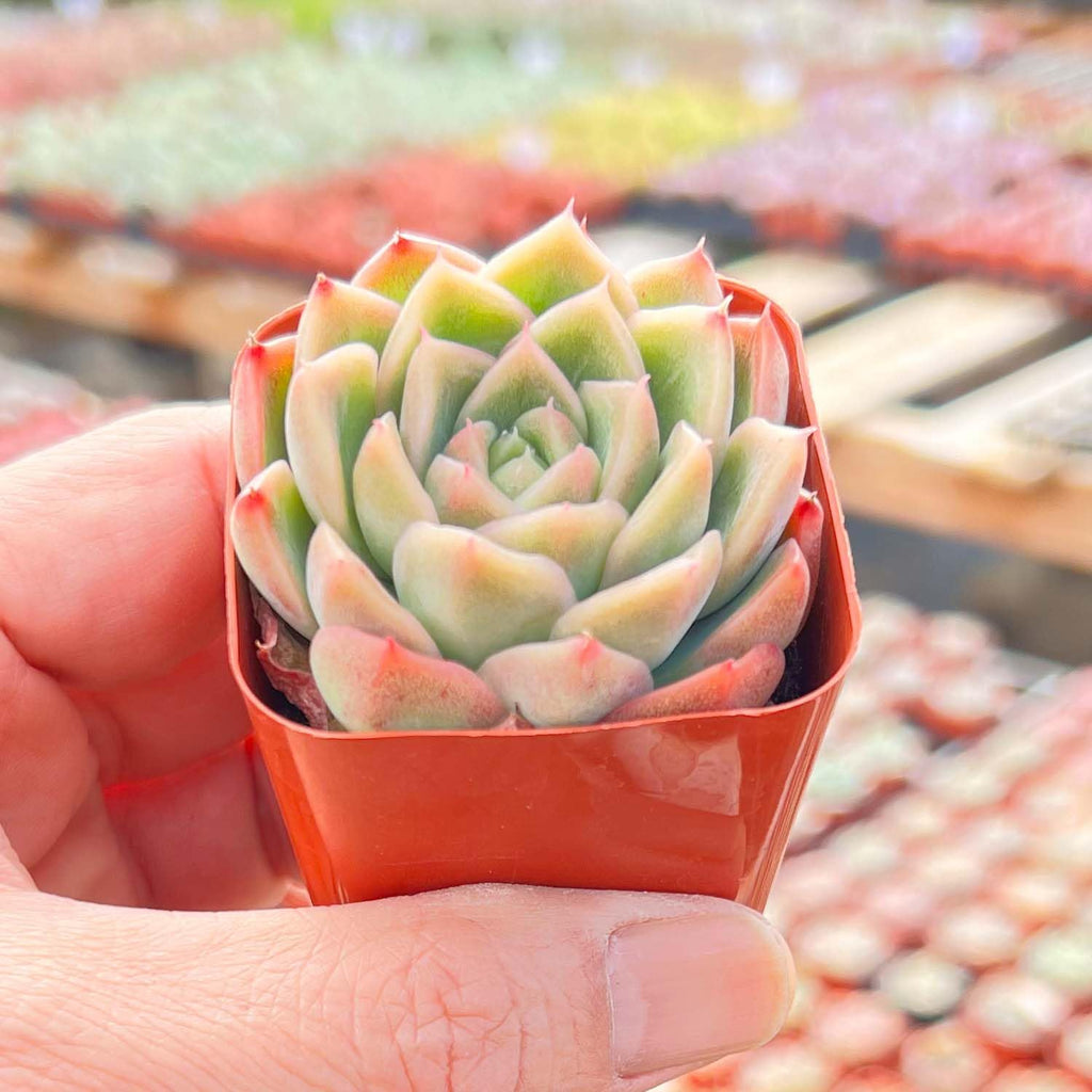 2" Live Succulent Plants Echeveria 'Malgan', Mini Potted Succulents, Easy Care Indoor Houseplant, Unique Gifts, Home Office Décor
