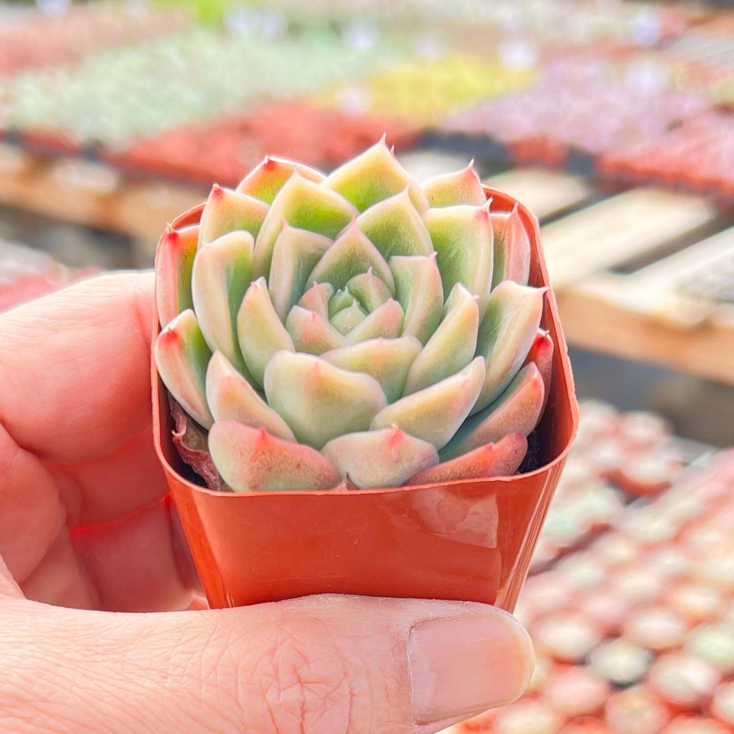 2" Live Succulent Plants Echeveria 'Malgan', Mini Potted Succulents, Easy Care Indoor Houseplant, Unique Gifts, Home Office Décor
