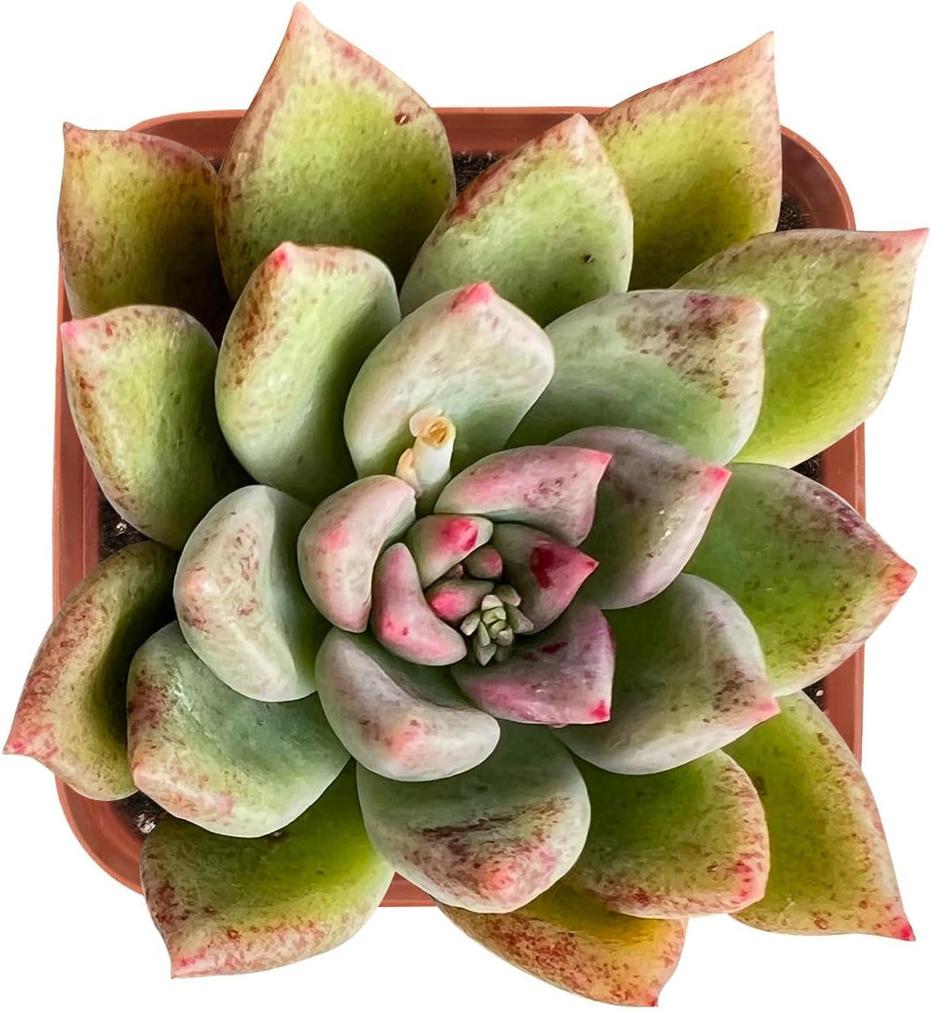 Sprout N Green Echeveria Arje, Rare Live Succulent Plant Fully Rooted in 2" Planter with Soil, Home Office Indoor Outdoor Wedding Decoration DIY Projects Party Favor