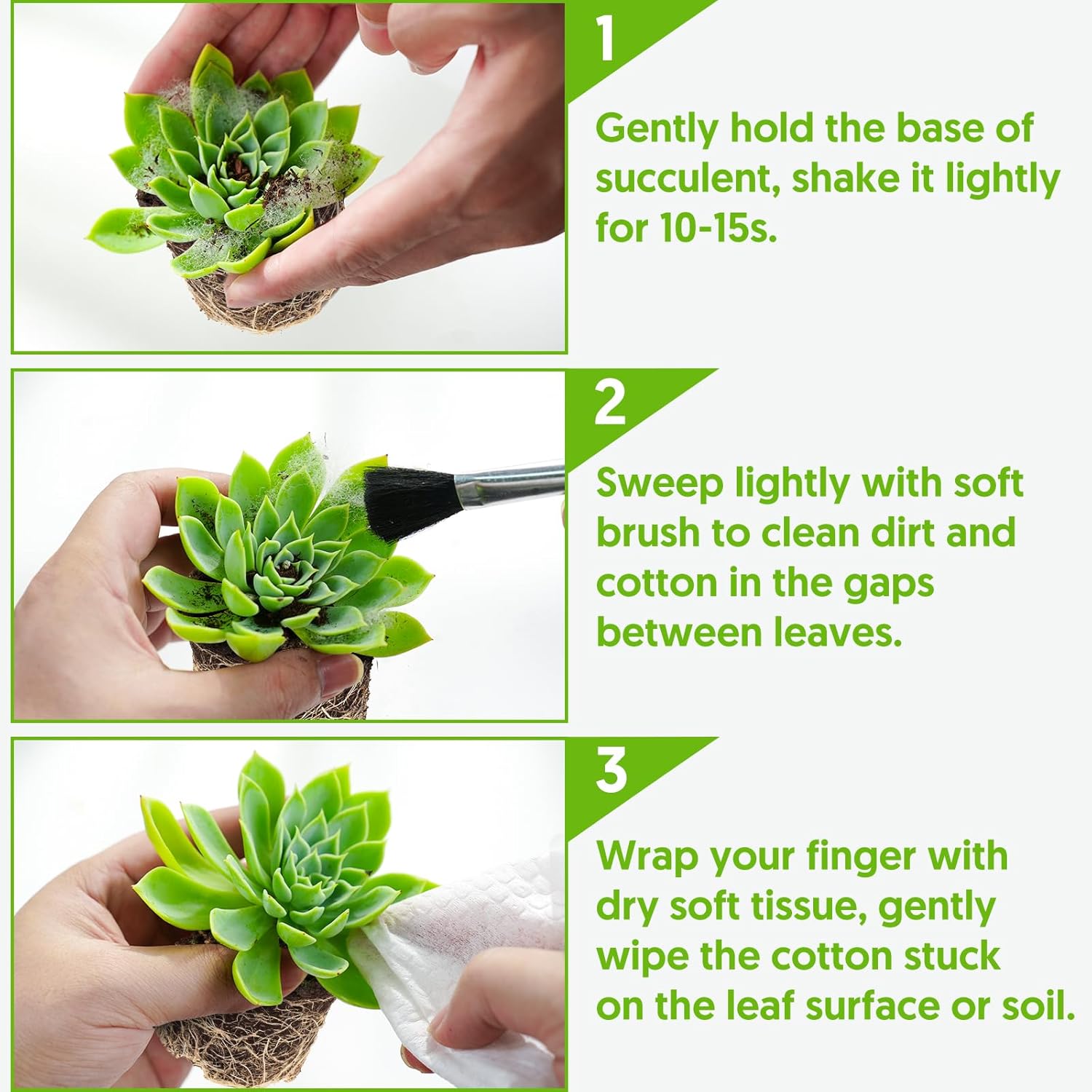 Sprout N Green Live Mini Succulent Plant, 2in String of Pearls, 1 Pack Rare Fully Rooted in Pot, Real House Plant for Home Office Wedding Decoration DIY Projects Party Favor