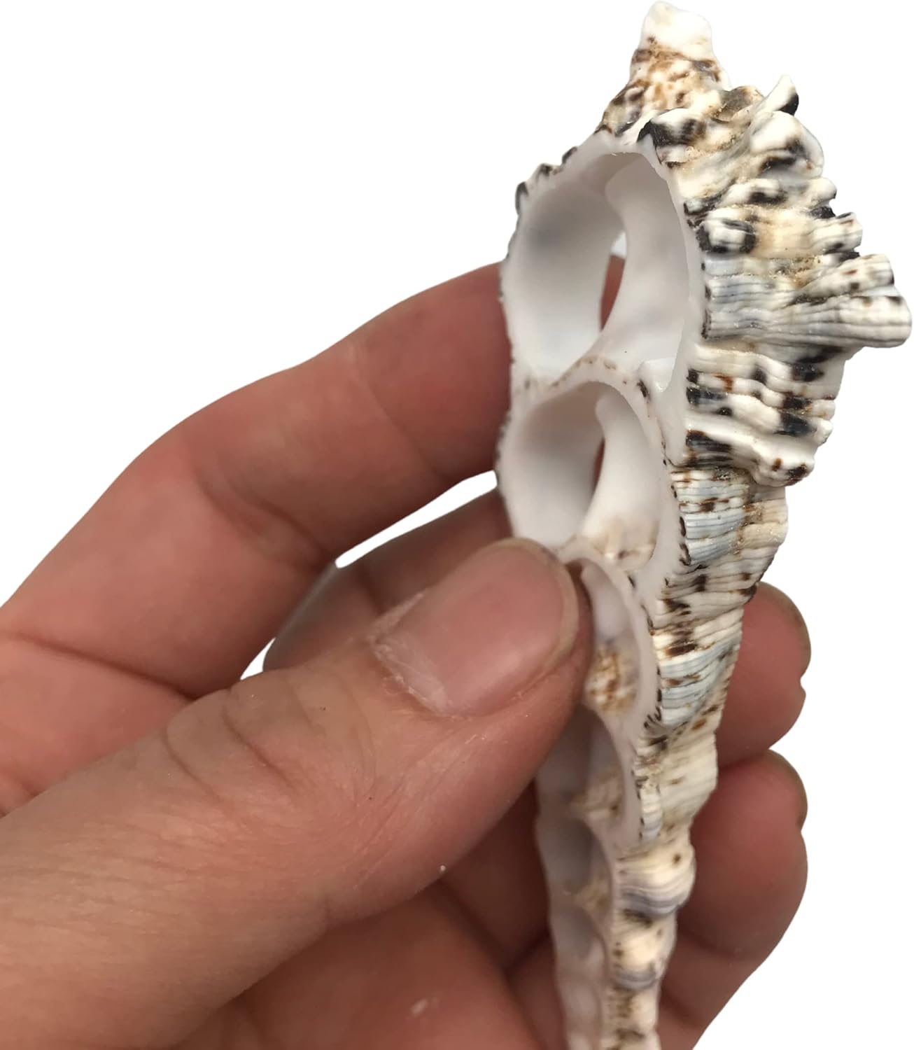 PEPPERLONELY 10 PC Large Center Cut Cerithium Nodolosum Sea Shells, 3 Inch ~ 4 Inch