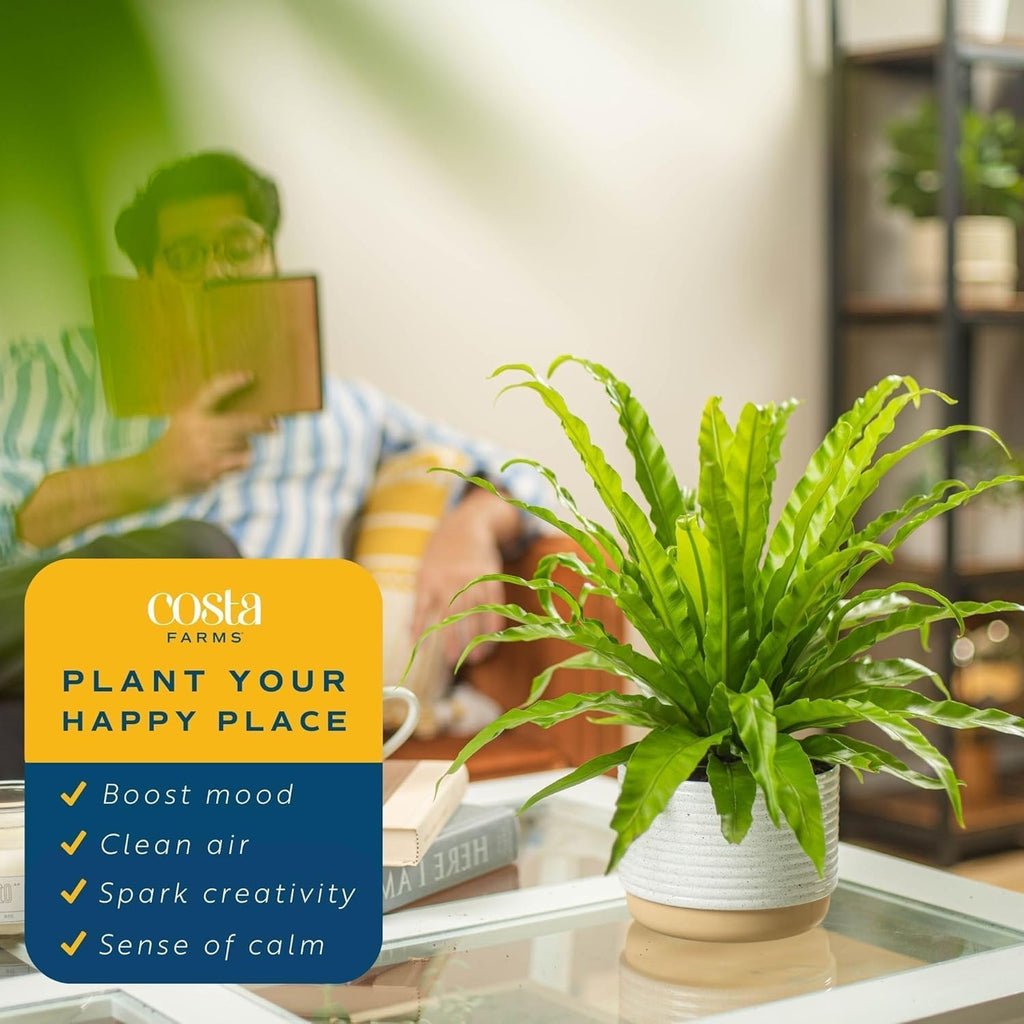 Costa Farms Bird's Nest Fern Live Plant, 15-Inches Tall, Easy to Grow Live Indoor Houseplant in 6-Inch Plant Pot, Living Room, Home and Office Decor, Housewarming Gift