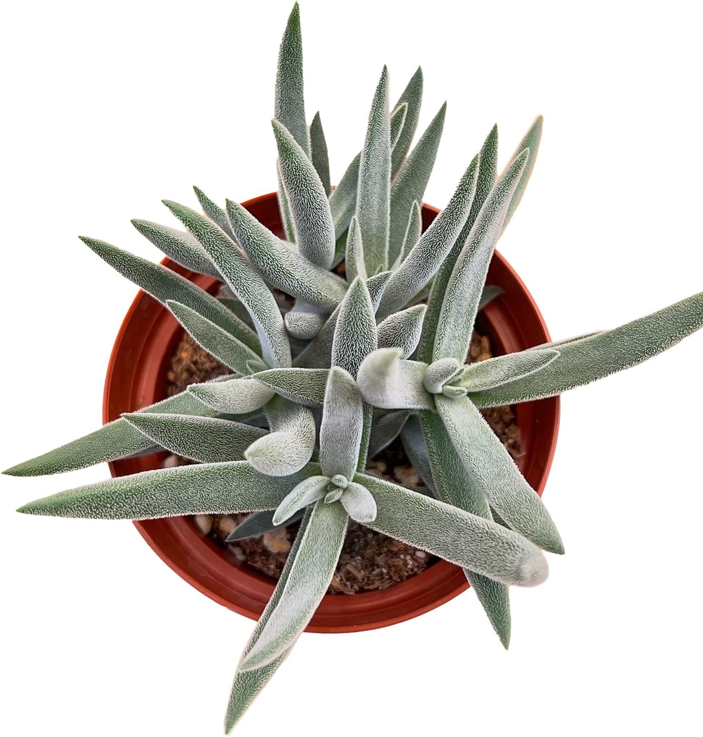 4-inch Succulent Crassula Mesembryanthemoides 'Tenelli', Live Succulents Plants Fully Rooted in Pots with Soil, Easy-Care House Plants for DIY, Home Office Decoration