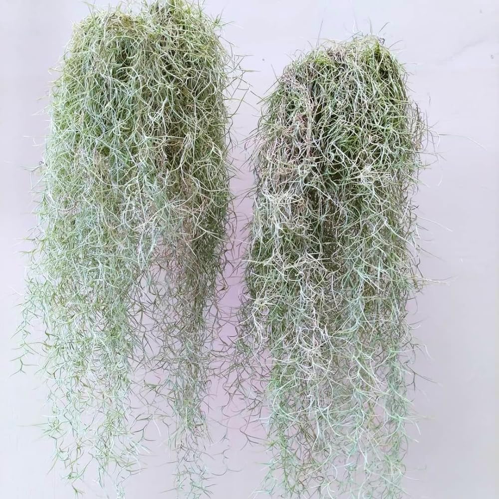 Spanish Moss Plant Live, Tillandsia Air Plants, Spanish Moss Clump 10" Tall, Air Plant Decoration for Terrariums, Trees and Home Decoration
