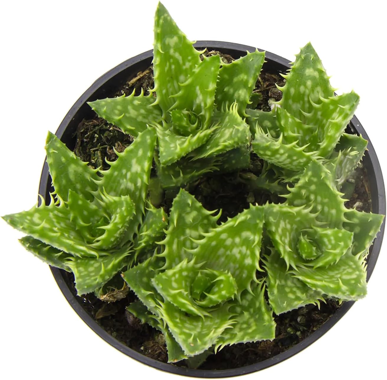 Zanzibar Aloe - Tiger Tooth Aloe - 4 Live Starter Plants in 2 Inch Pots - Aloe Juvenna - Easy Care Indoor Outdoor Ornamental Succulent